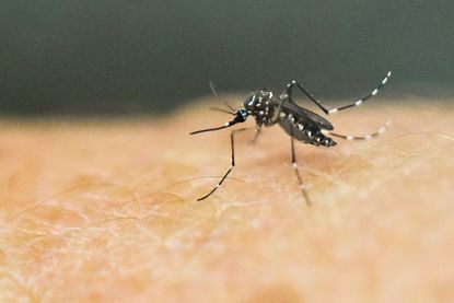 An Aedes Aegypti mosquito on human skin.