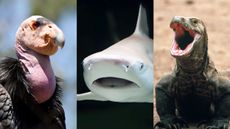 A california condor, black-tip reef shark and komodo dragon