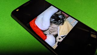 Christmas cat on a phone