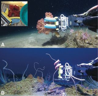 Squishy Fingers gathering samples of Dendronephthya (A) with an insert showing the collected coral on the ship's deck. Below (B), the boa-type gripper collects coral 328 feet (100 meters) underwater.