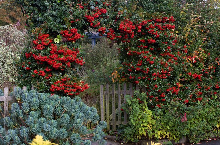Evergreen trees for gardens Pyracantha coccinea 'Red Column' trained over a fence with dark green evergreen leaves and red berries leigh clapp.jpg