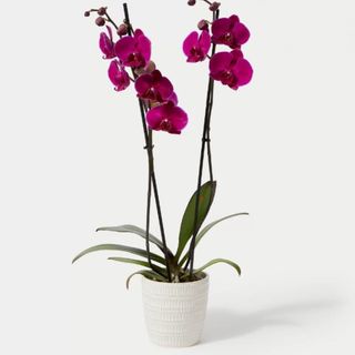 purple orchid 