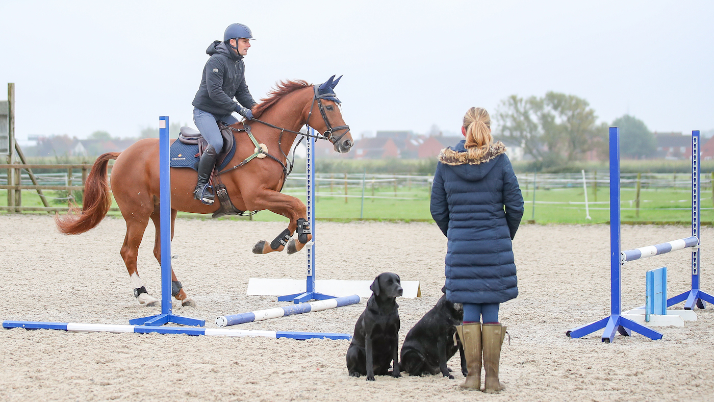Horse demonstrating jumping pole on ground