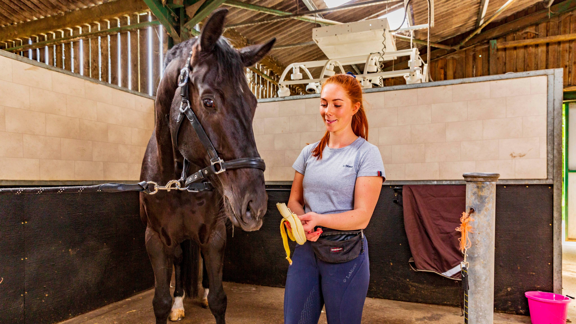 woman with auburn hair in a pony tail and wearing blue riding leggings and a tshirt feeds a black horse a banana