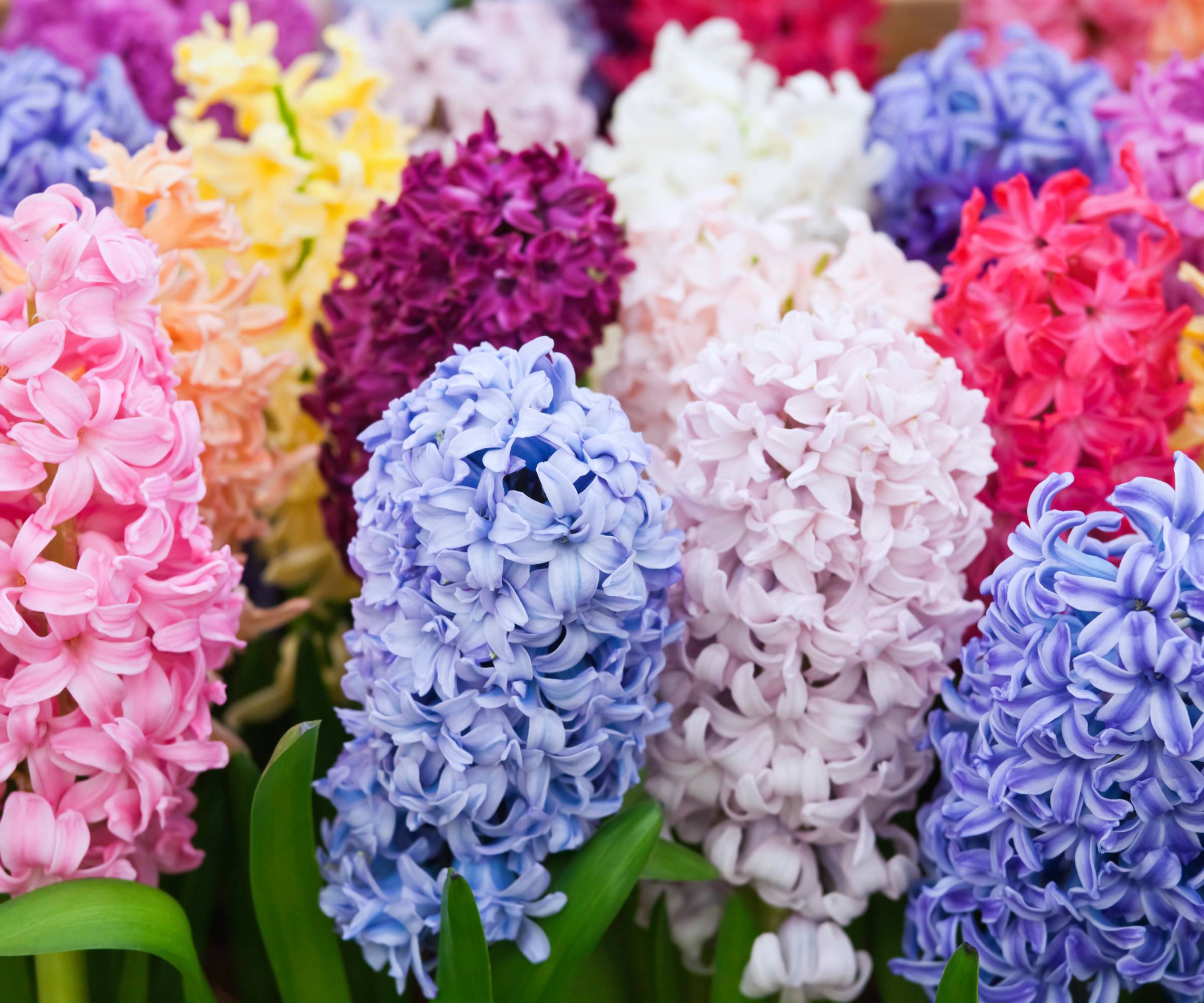 Many multi colored hyacinths