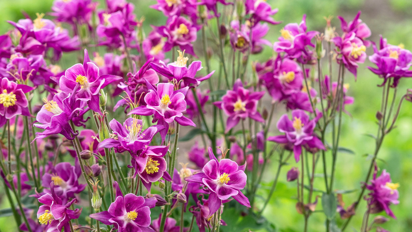 columbine plants with deep pink flowers