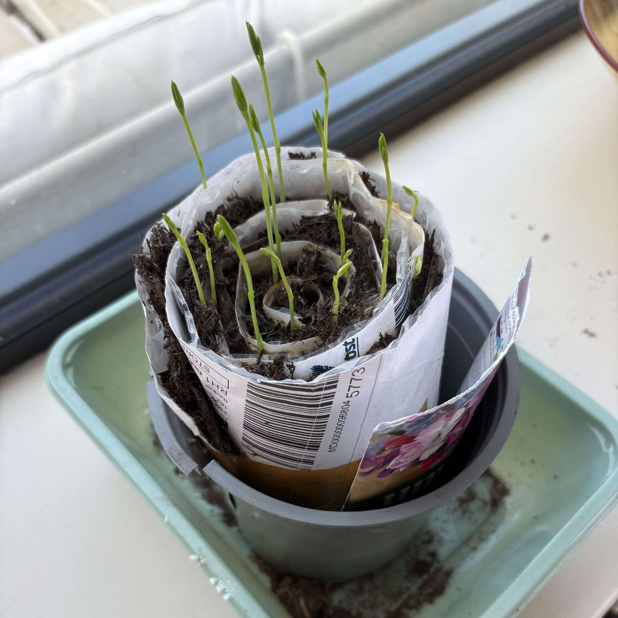 Sweet pea seedlings growing in seed snail on windowsill
