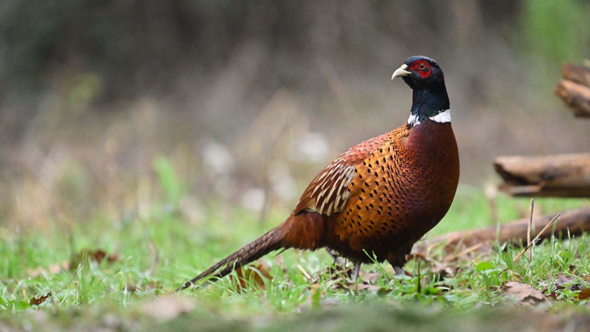 A pheasant stalks across some woodland