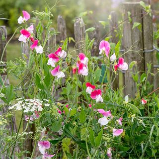 Sweet peas growing and blooming through a rustic wooden fence