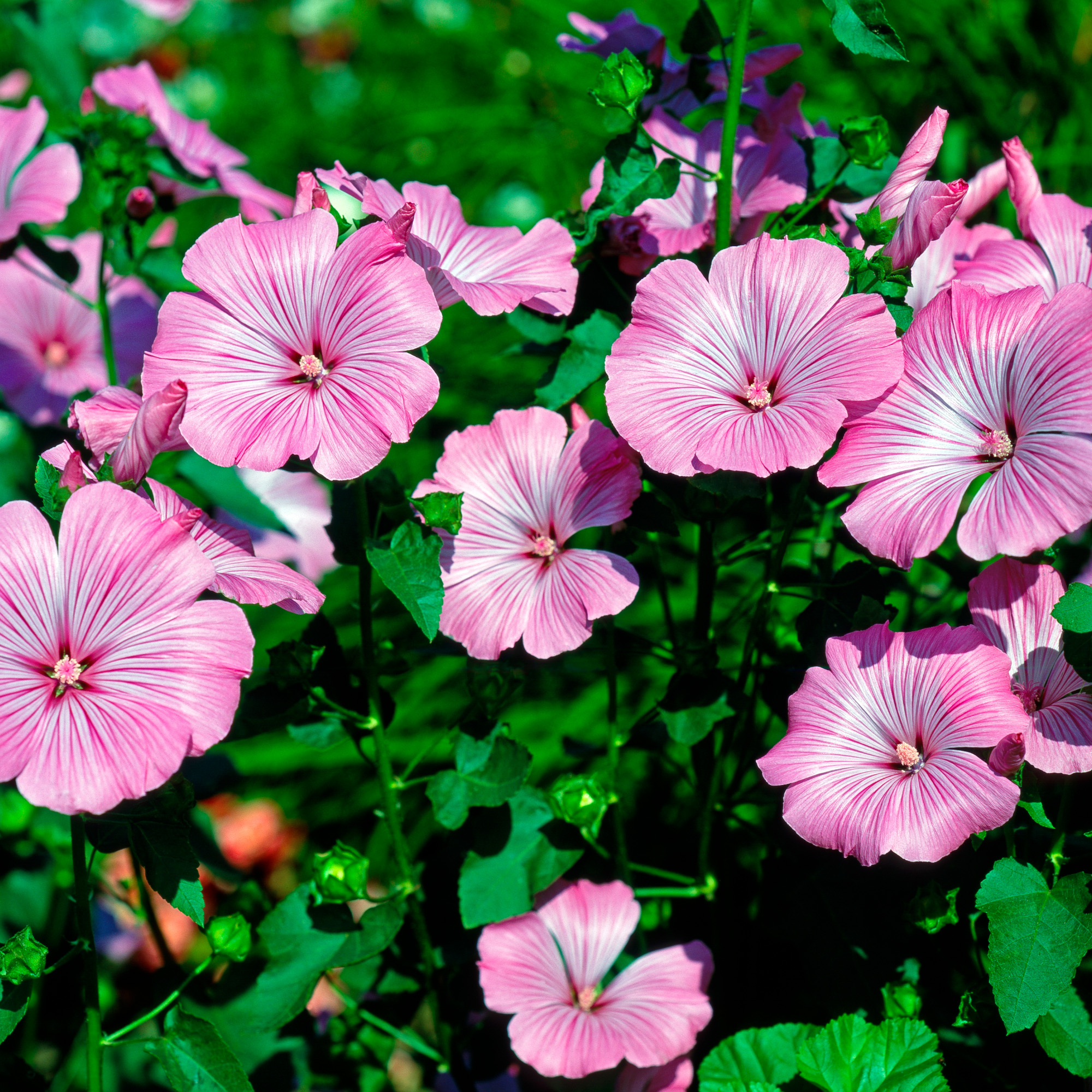 pink lavatera