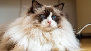 Ragdoll long-haired cat breed