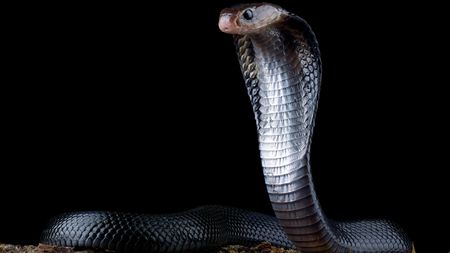 Close-up of a Javanese spitting cobra ready to strike, Indonesia - stock photo