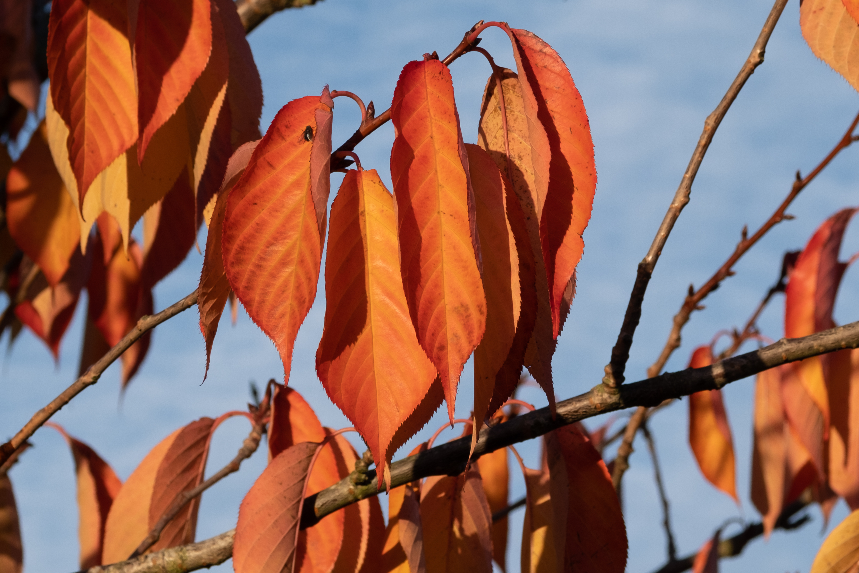 Autumnal leaves on a branch