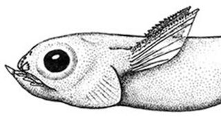 Oldest Vertebrate Brain