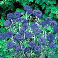 Echinops ritro subsp. ruthenicus seeds at Thompson &amp; Morgan
