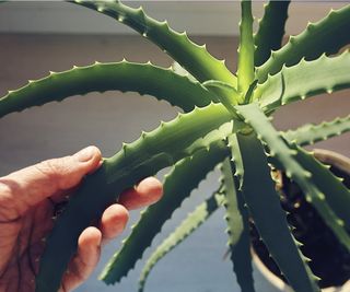 Aloe vera plant