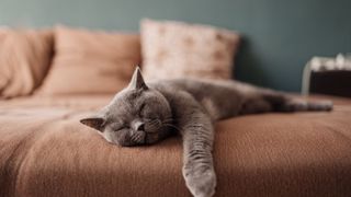 Best dog and cat names — grey dog lying on a sofa