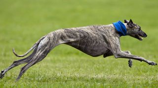 Brindle greyhound running fast