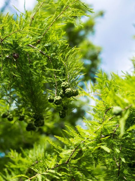 Green Cypress Tree