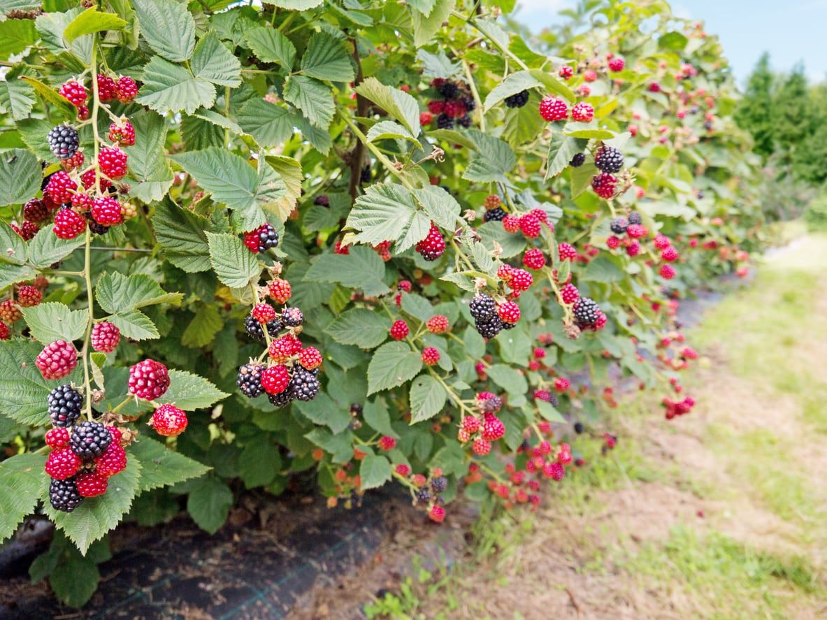 Bramble Bush With Red And Black Berries