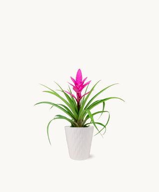 Pink Bromeliad Plant | Bloomsybox
