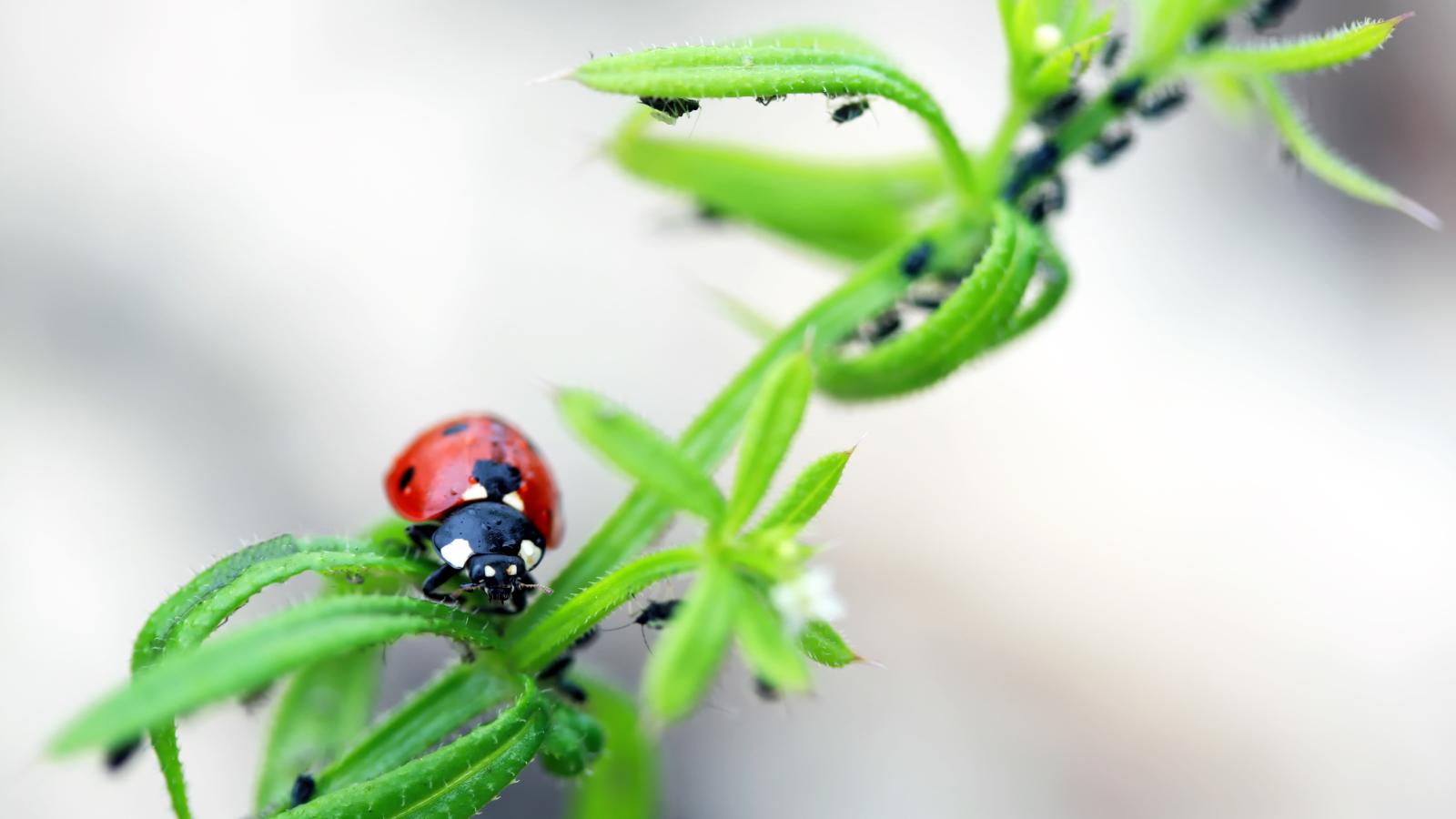 Ladybug eats aphids on plant