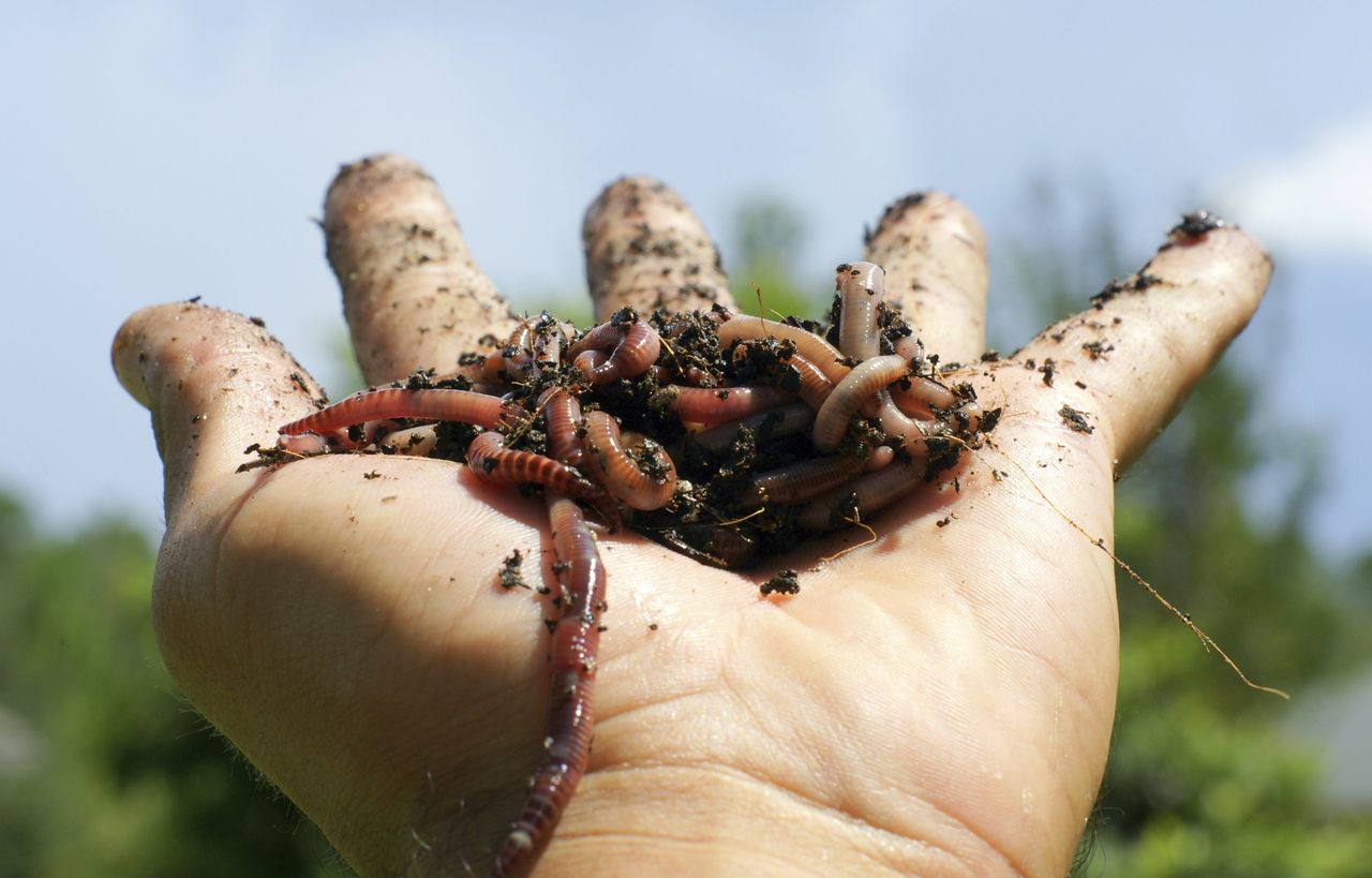 It&amp;#039;s raining worms.