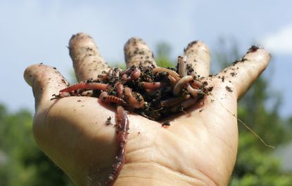 It's raining worms.