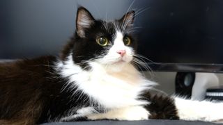 Black and white ragamuffin cat