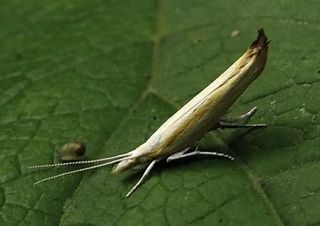 The new moth species, Ypsolopha blandella, at rest.