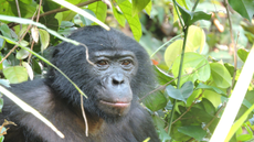 Headshot of male bonobo in thick vegetation