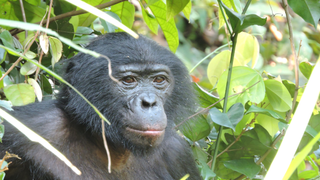 Headshot of male bonobo in thick vegetation