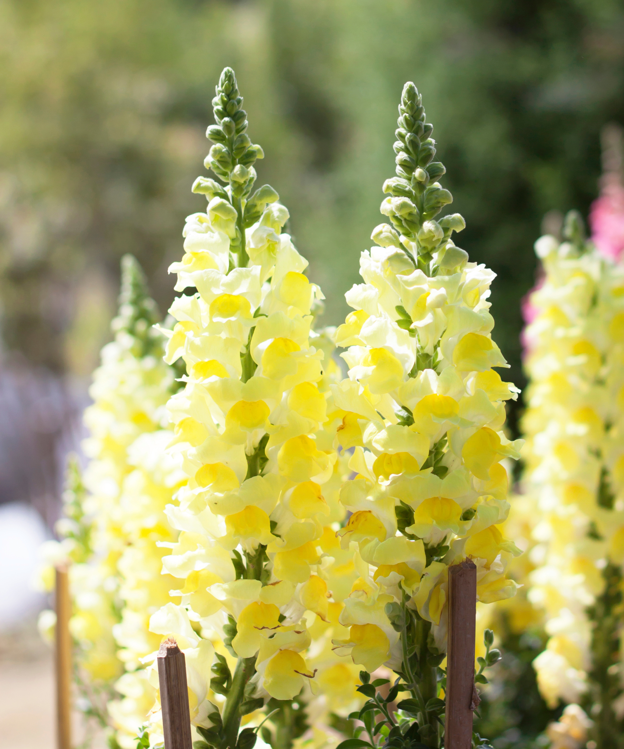 yellow snapdragon in sunshine