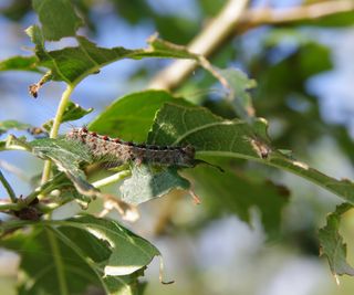 A spongy moth caterpillar on chewed up leaves