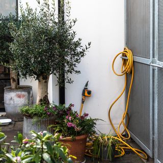 Olive tree in pot against white wall next to hose and potted plants and flowers