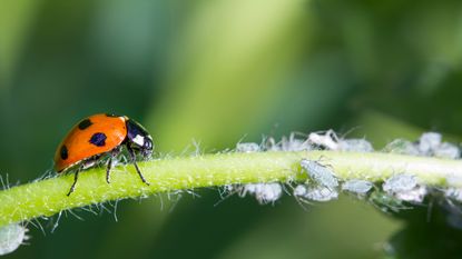 Ladybird and aphids on stem