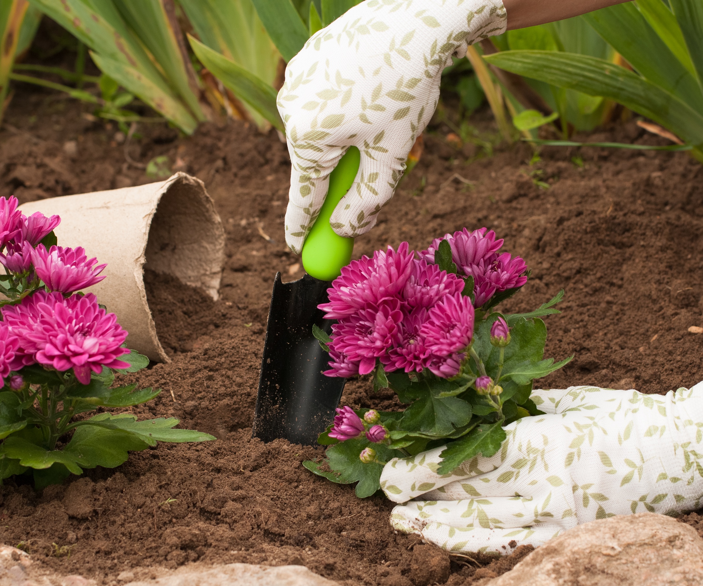 Gloved hands planting a chrysanthemum with pink flowers in the soil