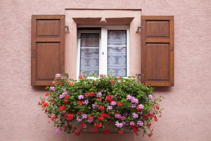 Best Flowers for Window Boxes — 6 Lively Blooms Experts Love | Livingetc