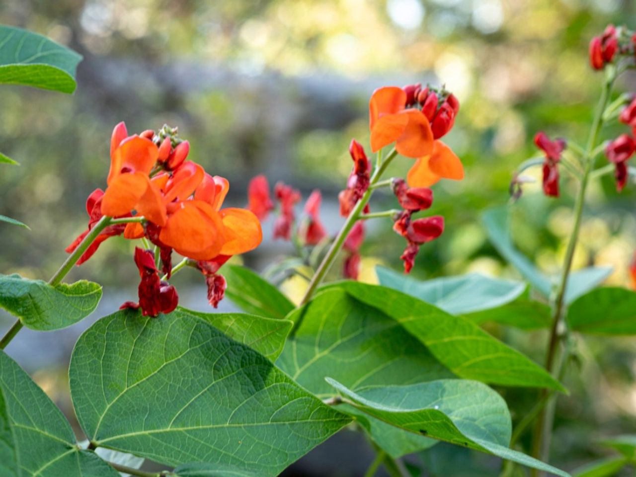 Scarlet Runner Bean Plant