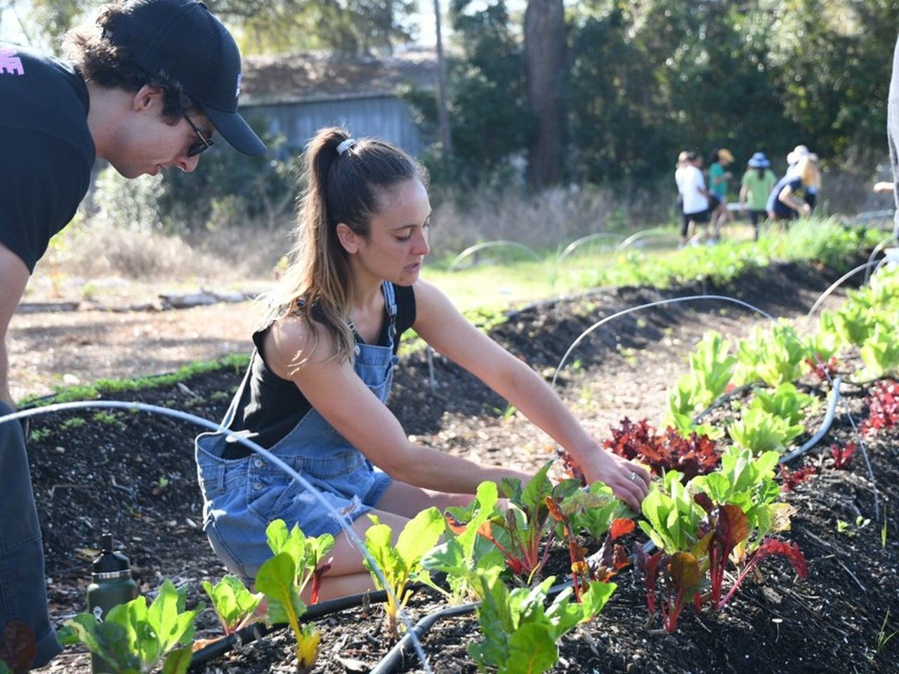 A woman tends to lettuce plants while a man watches