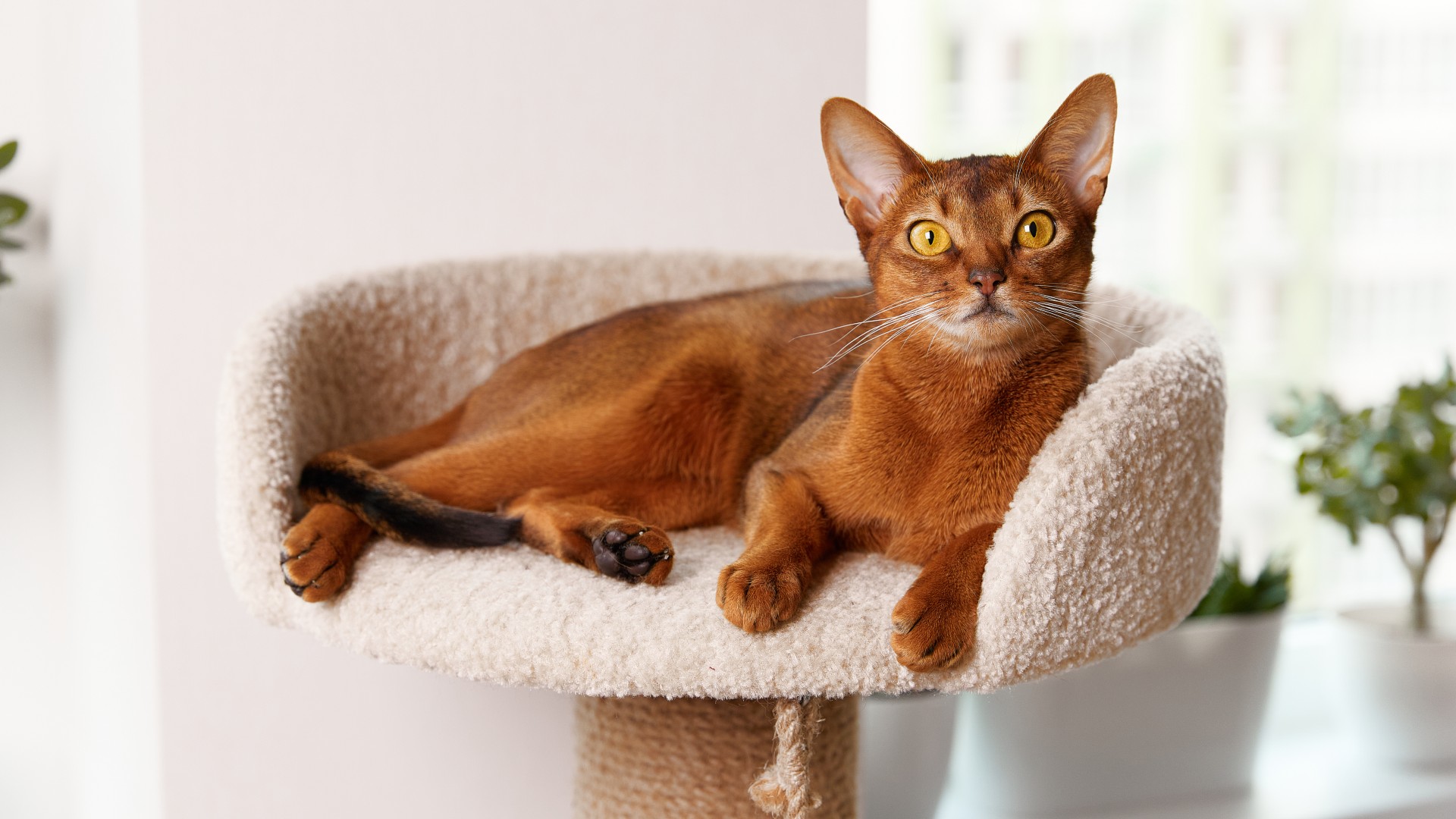 Abyssinian