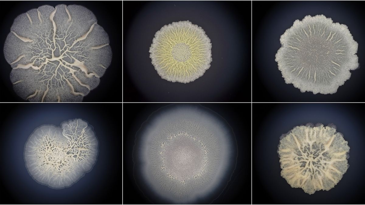 These Bacilus biofilms resemble embryos.