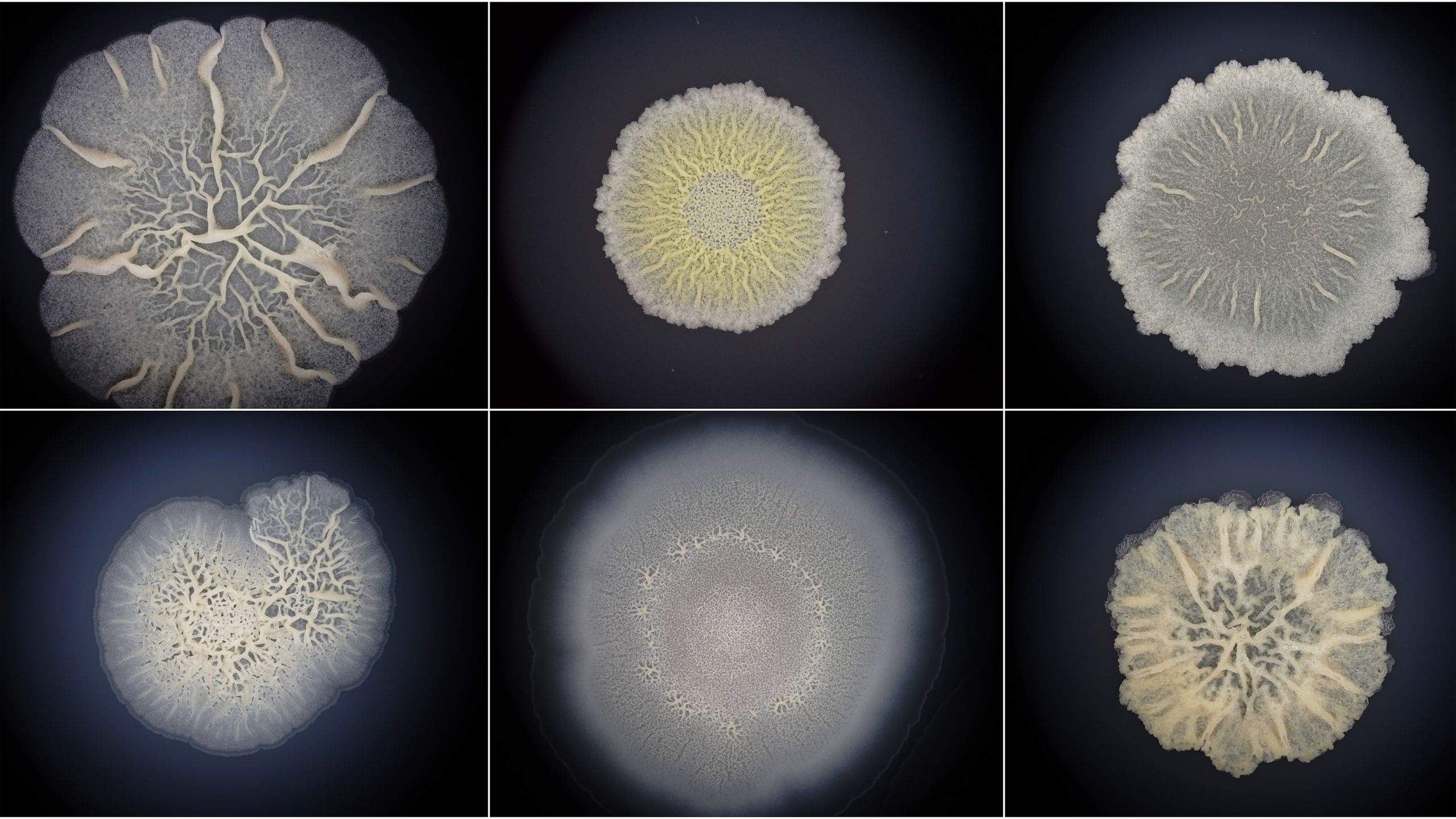 First Recorded Complex Life Form The very first forms of life may have been more animal-like than we ...