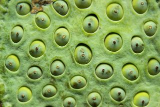 Lotus seed pods notoriously trigger the heebie-jeebies in people with trypophobia, a fear of clustered holes.