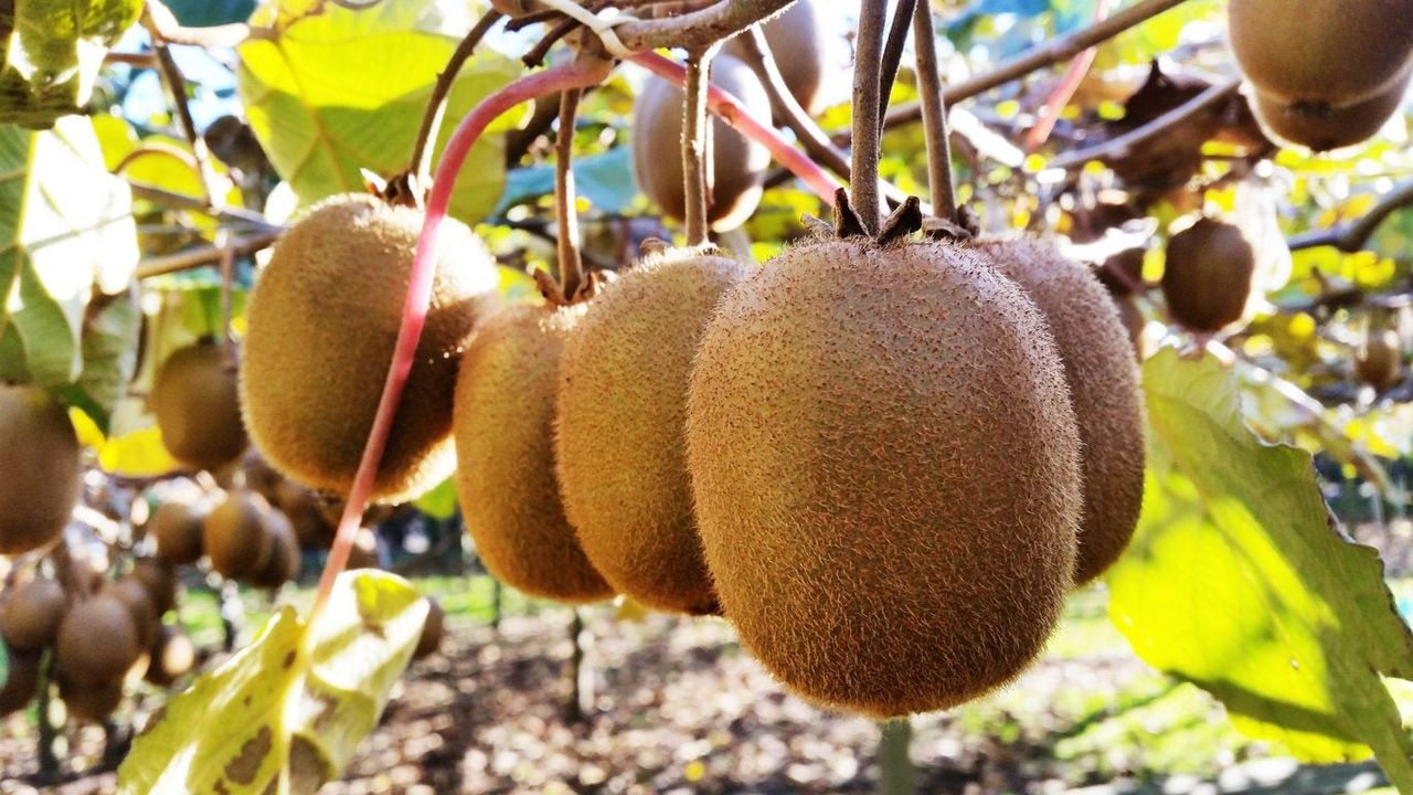 Vine Full Of Kiwi Fruits