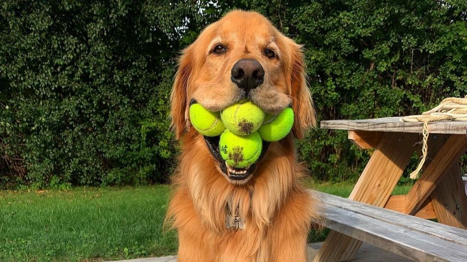 Finley the Golden Retriever with six tennis balls in his mouth