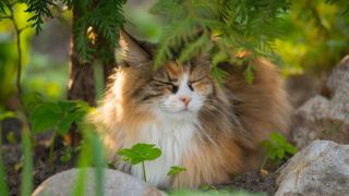 Norwegian forest cat