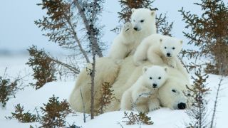 A photo of a polar bear mother with her three cubs.