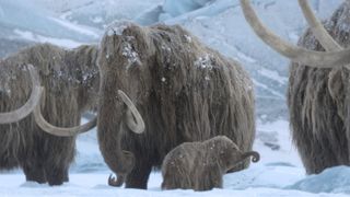 A pack of woolly mammoths shield a baby in a snowstorm