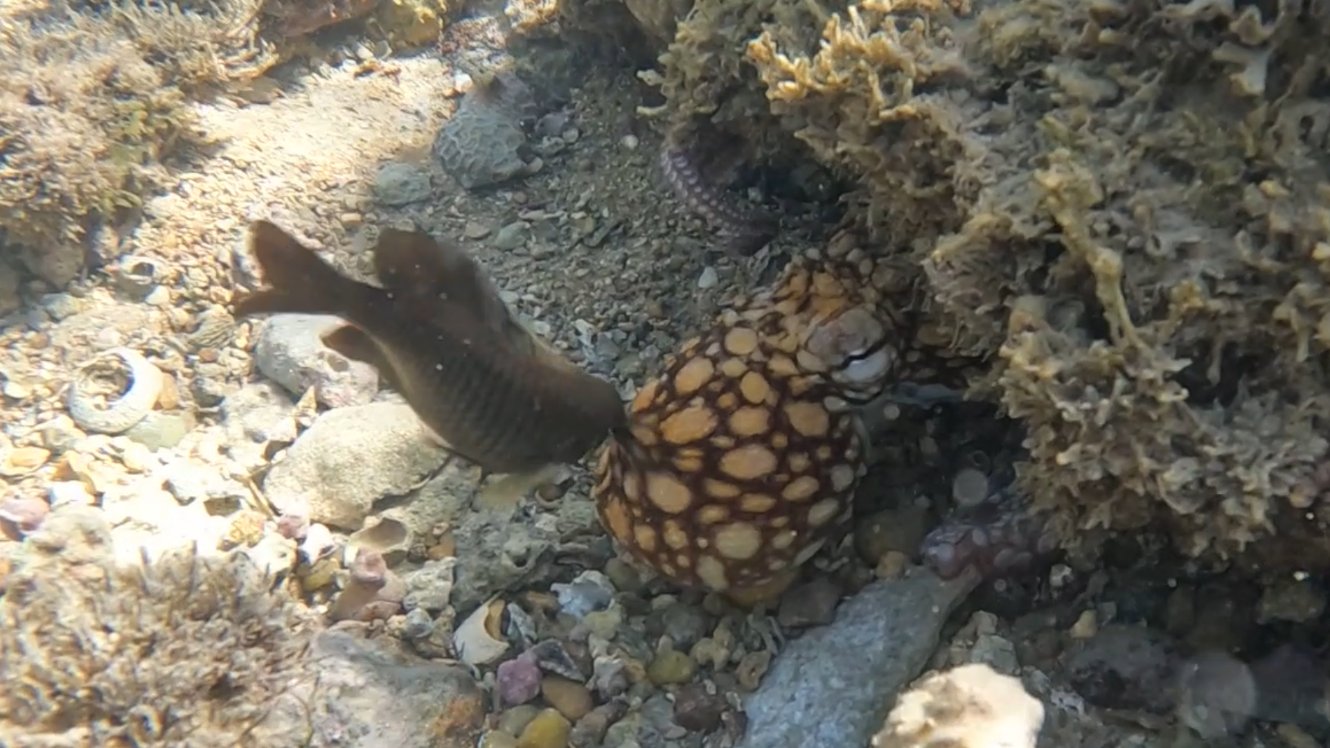 A view of a reef with a large red and white octopus next to a gray fish.